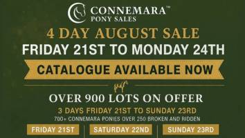 Connemara Pony Sale August 2026<span class="sr-only">; opens in a new window </span>