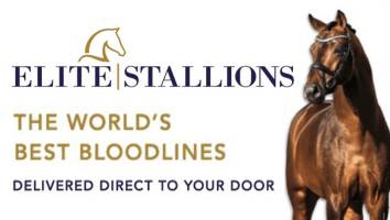 Elite Stallions<span class="sr-only">; opens in a new window </span>